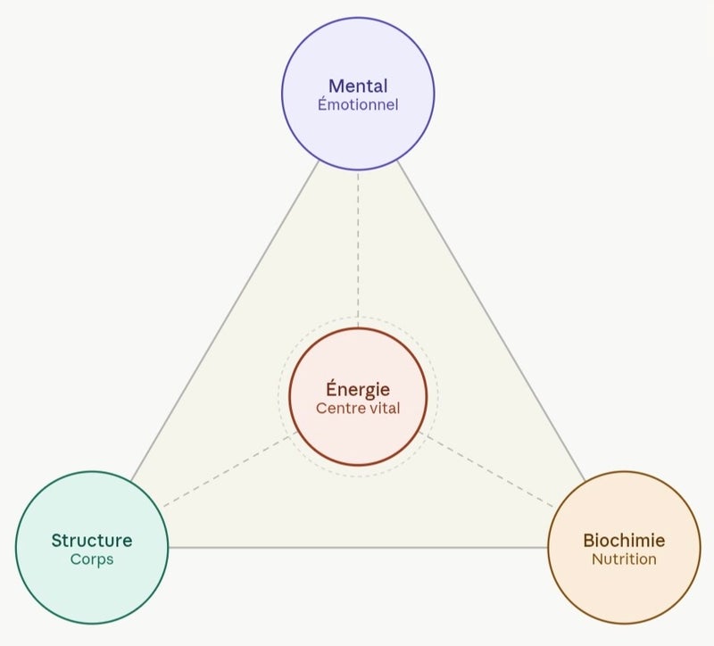 Triangle de la kinésiologie